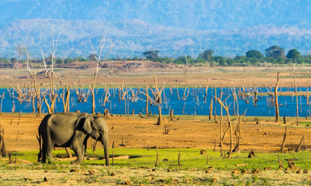 Elephant dans le parc naturel d'Uda Walawe au Sri Lanka