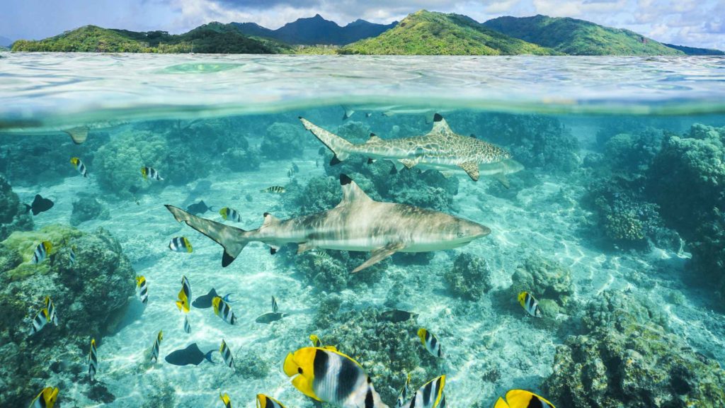 Shark bay sur l'île de Sal au Cap Vert ou l'on peut voir des requins citrons