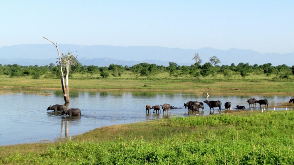 Animaux du Safari au Sri Lanka dans le parc naturel d'Uda Walawe