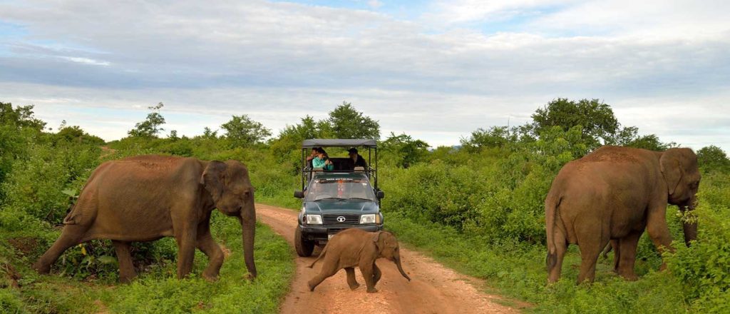 Safari au Sri Lanka dans le parc naturel d'Uda Walawe