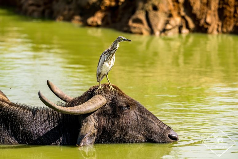 Animaux du Safari au Sri Lanka dans le parc naturel d'Uda Walawe