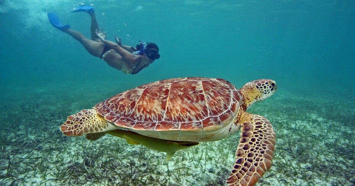 Plongeuse avec une tortue sur l’île de Gili Trawangan à Bali 
