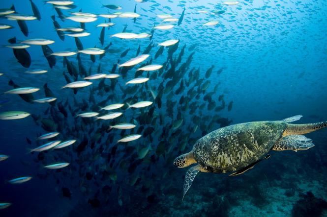 Bang de poissons et tortue sous l’eau de Gili Air à Bali 
