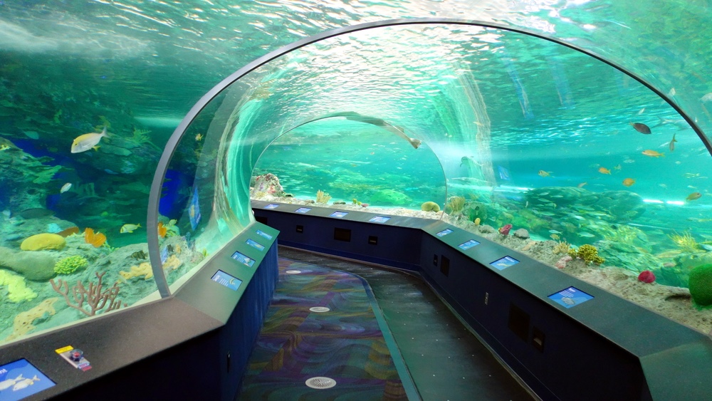 Tunnel sous marin de l'aquarium national de Malte