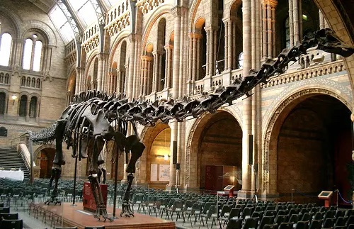 squelette de diplodocus au musée d'histoire naturelle à Londres