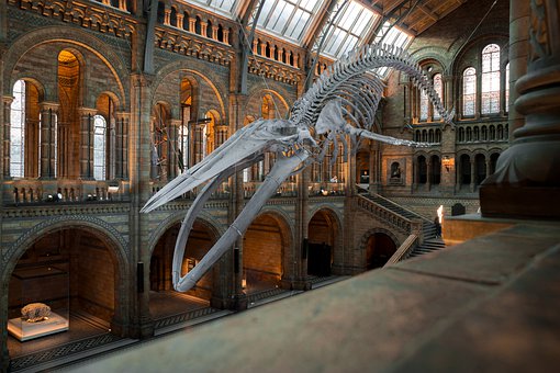 Le musée d'Histoire naturelle de Londres