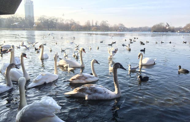 Lac serpentine, Lac dans un des plus beaux parcs de Londres 