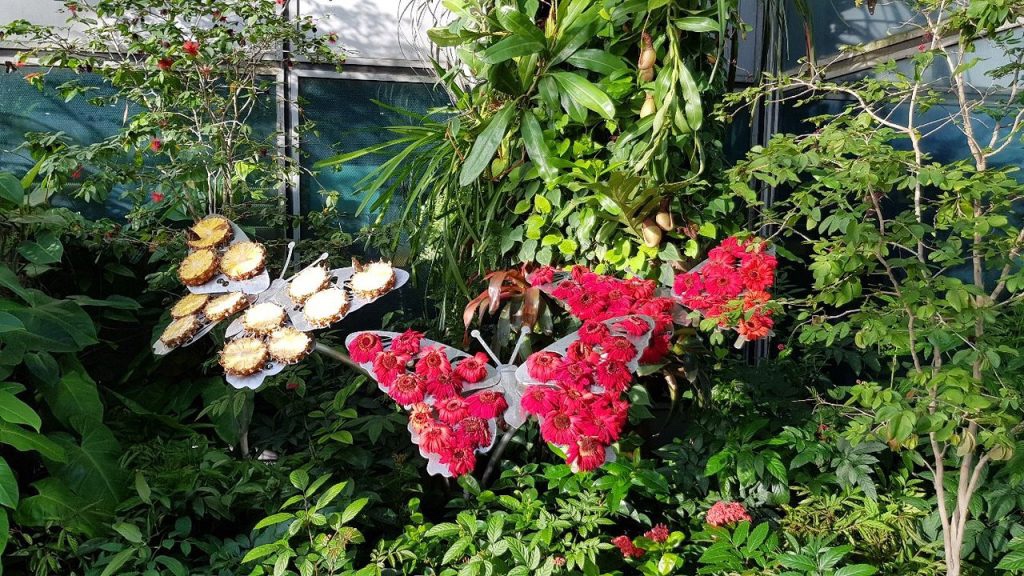Jardins des papillons à l’Aéroport Changi de Singapour