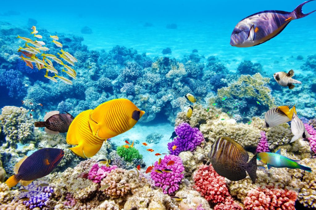 Plongée sous marine poissons multicolor