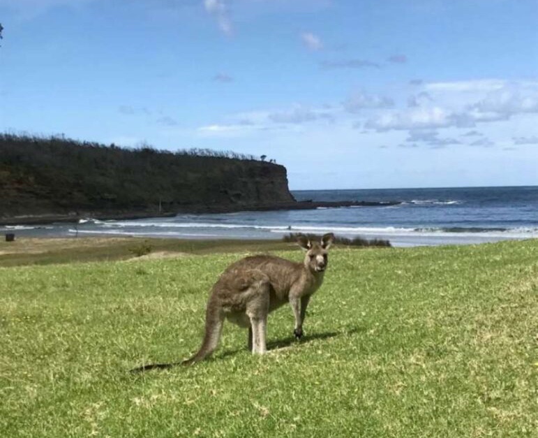 Kangourou en Australie 