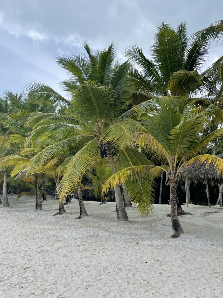 Cocotiers de l'île Saona, République Dominicaine