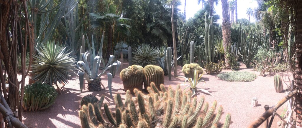 Cactus du jardin Majorelle à Marrakech