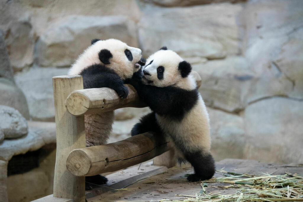 Jumelle panda au zoo de Beauval