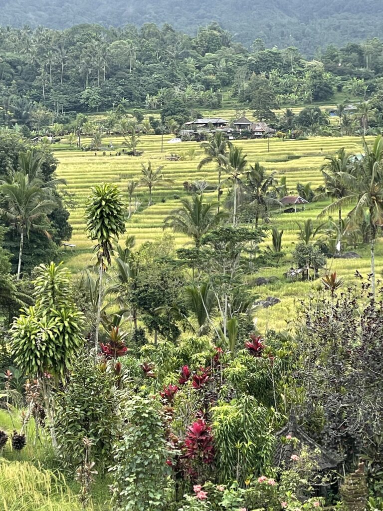 Les rizières en terasses de Jatiluwih à Bali