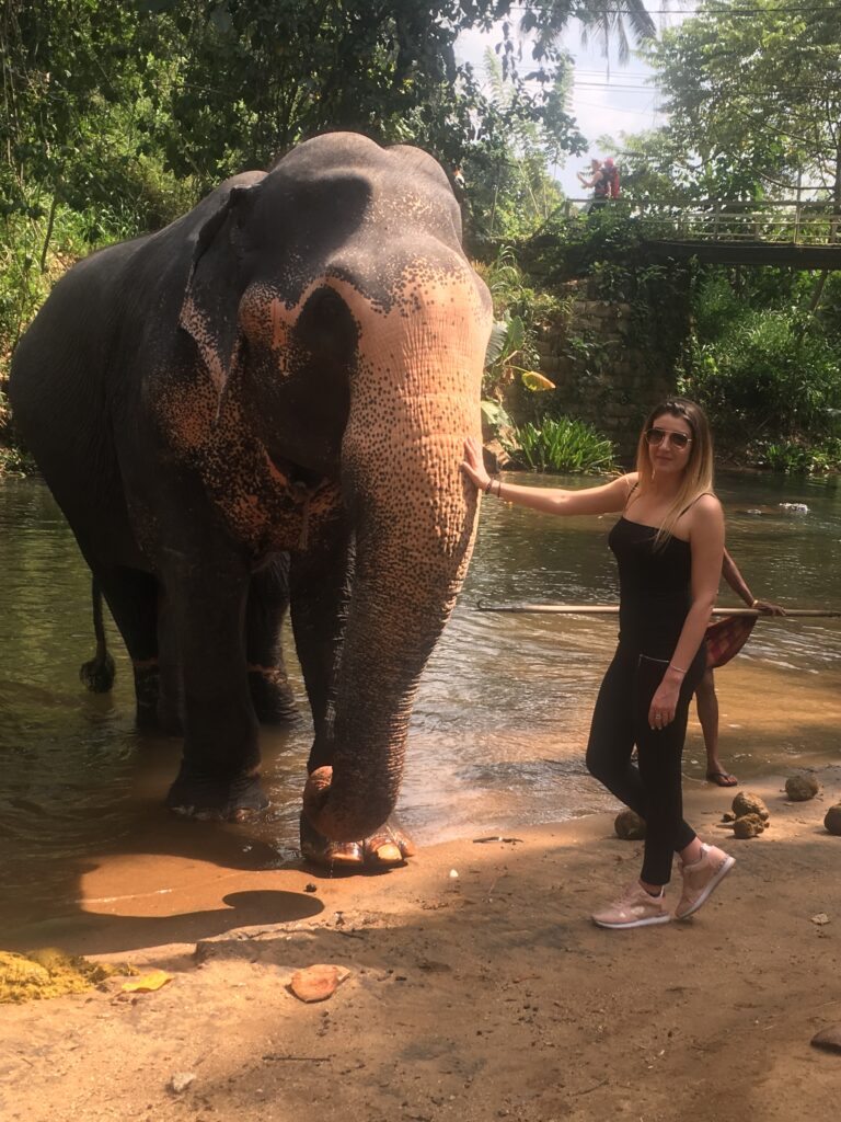 Voir les éléphants au Sri Lanka