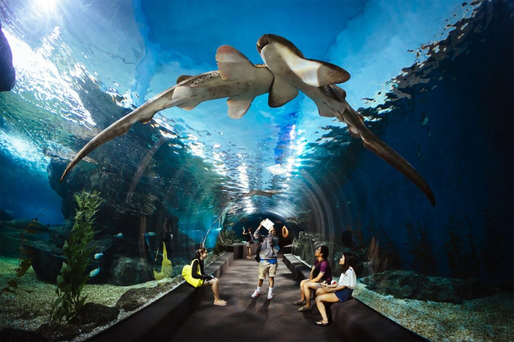 Visiter Bangkok et son aquarium Sea Life Ocean World 